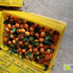代购沙糖桔，可提供场地收购百家果