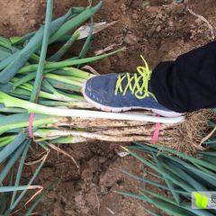 新野大葱早买早赚 毛葱净葱代收代发