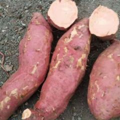 安徽省蚌埠市固镇县优质烟薯25