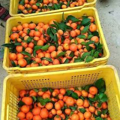 欢迎各界果中老板前来地头面议钉购沙糖桔果子