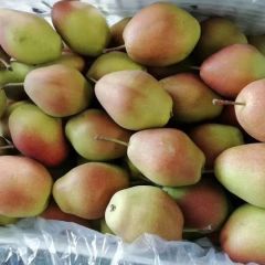 绥中寒富！黄金帅！红富士！国光！红香酥梨