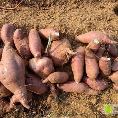 日照优质窖藏红薯现大量供应。