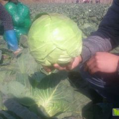 西昌甘蓝量大质优上市了