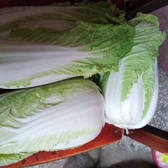 新野各种包装娃娃菜质量好，口感好