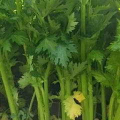 曹县韩集芹菜大量上市