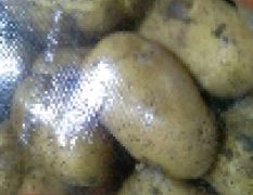 常年批发白心226土豆，个头特大薯型好，质量取胜价格便宜。