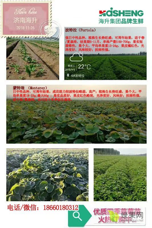 2018年山东平阴美国甜查理价格