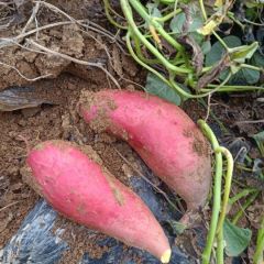 丘陵地带西瓜红