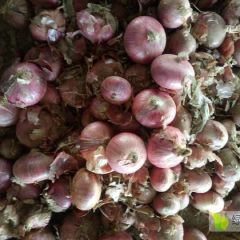 聊城二红洋葱便宜出售！