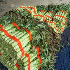 沂南县莴苣大量上市！