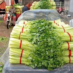 沂南县大量西芹上市了！