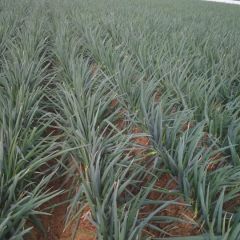 邹城大葱 优质钢葱，适合剥葱精加工