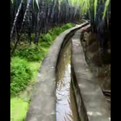 广西黑皮甘蔗不甜不要钱！量大！欢迎订购