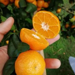 大量富川脐橙上市，可以批量供应