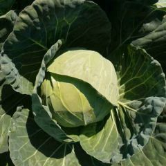 西昌甘蓝 11月中旬甘蓝大量上市