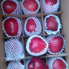 甘肃天水花牛苹果纸袋红富士大量出库