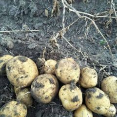 东北土豆王，东北特产品种延薯四