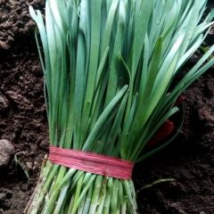 河北秦皇岛抚宁代收韭菜13930368956