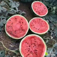 缅甸西瓜大量上市