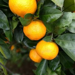 促销又香又甜橘子，有意联系本人