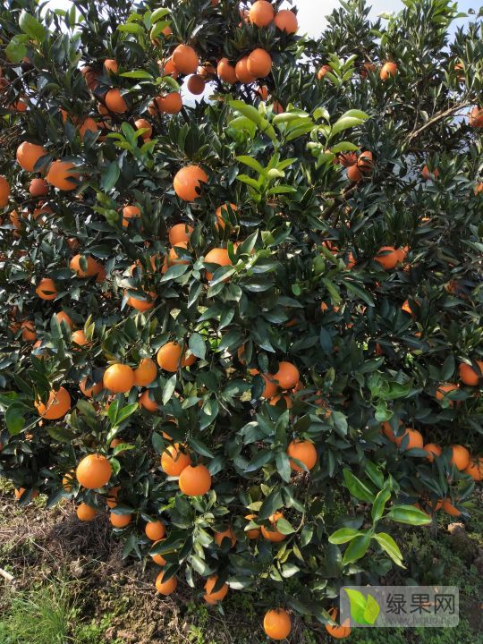 2018年湖北秭归长虹园虹价格