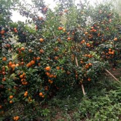 广西南宁市青秀区沙糖桔大量上市