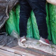 赵戈镇受欢迎的芹菜心