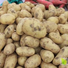 内蒙古土豆代办 欢迎新老朋友光临