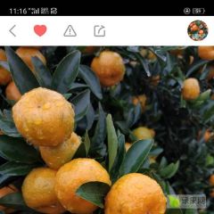 南丰蜜桔橘子，大量出售