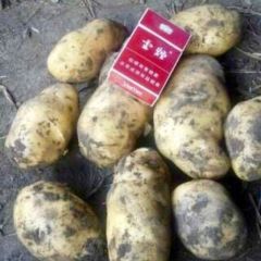 大量供应荷兰系列土豆，寻求长期合作！