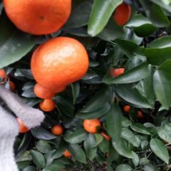 量大物美价廉 主要有沙糖桔、沃柑、夏橙为