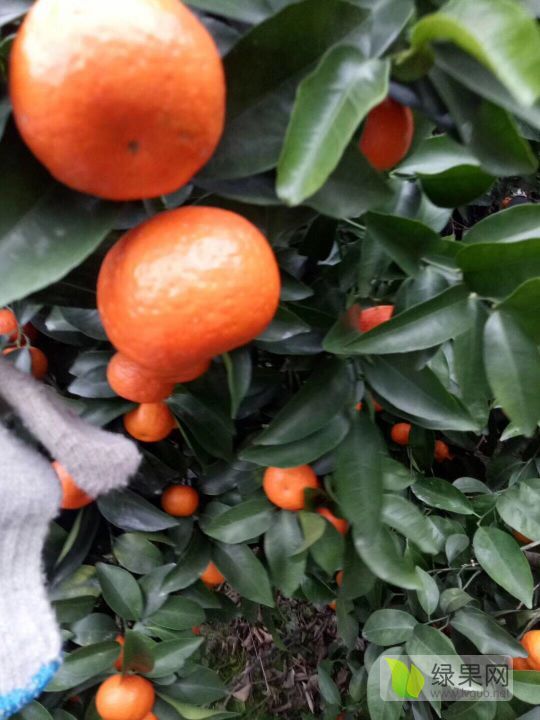 2018年广西临桂沙糖桔价格