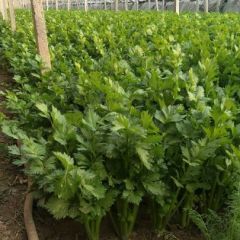暖棚西芹即将上市，质量一流！！
