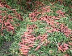 南阳宛城区万亩优质鲜红胡萝卜大量上市