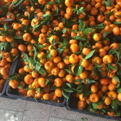 广西桂林大量优质南丰蜜橘泛滥成灾，望各地老板前来收购