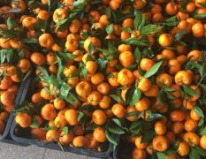 广西桂林大量优质南丰蜜橘泛滥成灾，望各地老板前来收购