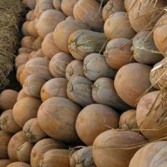 优质南瓜六米八 九米六整车发