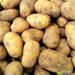 山东平度优质荷兰土豆出售！