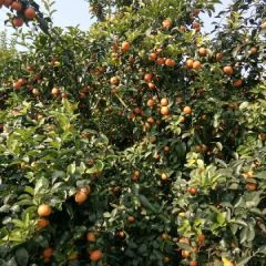 大量砂糖桔上市，期盼合作来电