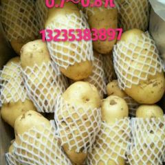 山东肥城大量供应土豆