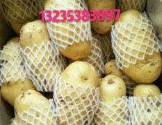 山东肥城大量供应土豆