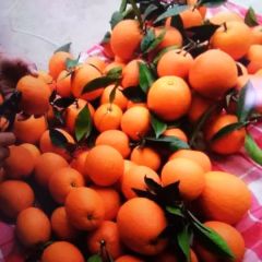 自种蜜香橙，整个村都是柑橘