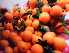 自种蜜香橙，整个村都是柑橘