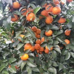 沙糖桔之乡，大量沙糖桔上市中，欢迎新老客户前来实地考察选购。