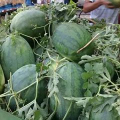 河南开封哪家西瓜好~质量保证~欢迎选购
