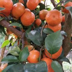 永福县沙糖桔上市