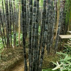 南宁黑皮甘蔗大量上市了 可预订