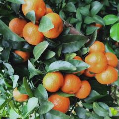 优质沙糖桔上市