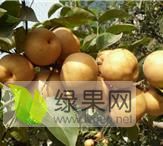 临沂晚秋黄梨苗基地、秋月梨树苗培育中心