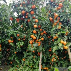 有大量广西优质上糖桔上市出售。